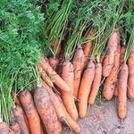 Как правильно хранить морковь на зиму в подвале