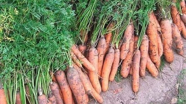 Как правильно хранить морковь на зиму в подвале