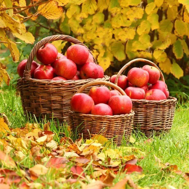 Осенняя корзина с яблоками