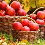 Как сохранить яблоки до весны