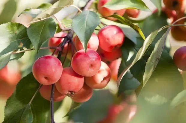Яблоня ягодная malus baccata