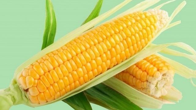 Как варить кукурузу: в початках в кастрюле, в пароварке, с молоком