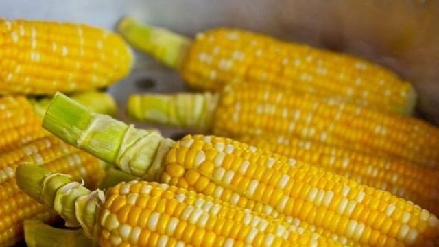 Как варить кукурузу в початках в кастрюле? Рецепты мягкой и сочной кукурузы