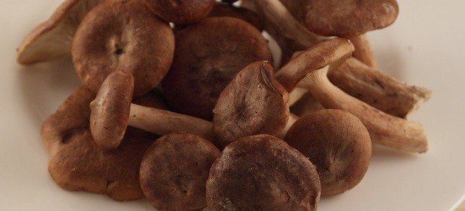 Соленые грибы горькушки