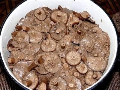 Соленые грибы горькушки