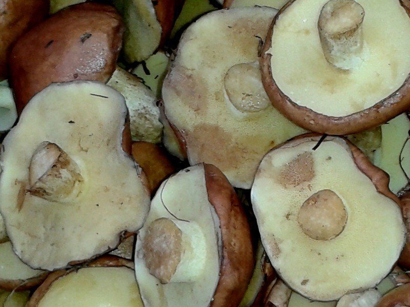 Группа грибов маслята