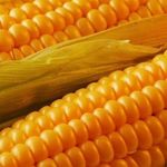 Срок хранения кукурузы