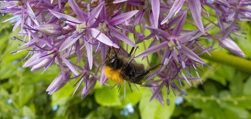 Фиолетовые растения для пчел