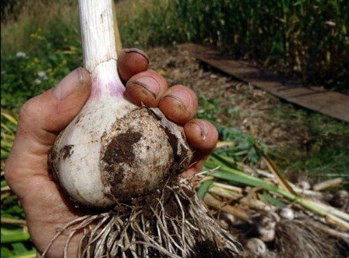 How to harvest the garlic?