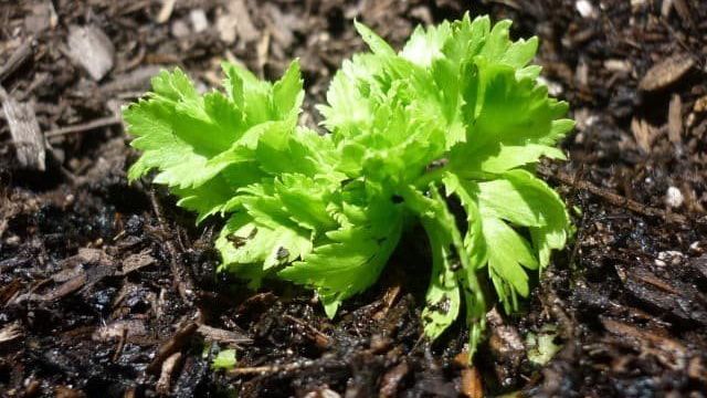 Как вырастить и употреблять в пищу сельдерей черешковый