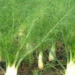 Как вырастить фенхель из семян: полезные советы по посадке и уходу