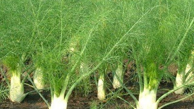 Как вырастить фенхель из семян: полезные советы по посадке и уходу